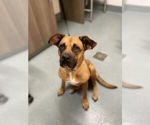 Boxer-Unknown Mix Dogs for adoption in Baytown, TX, USA