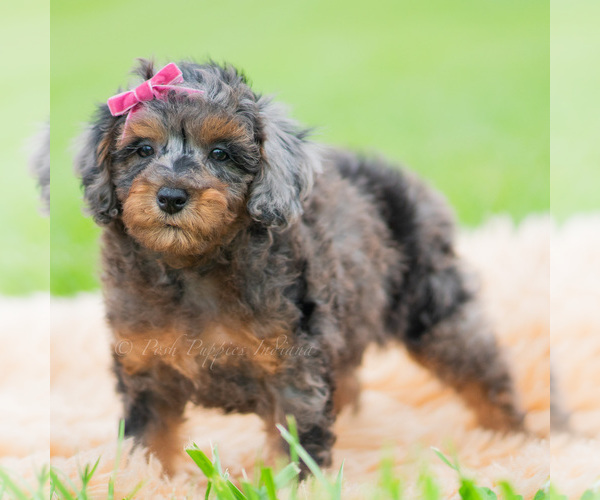 Medium Photo #2 Poodle (Miniature) Puppy For Sale in WARSAW, IN, USA