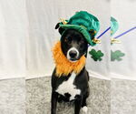 Small #4 Border Collie Mix