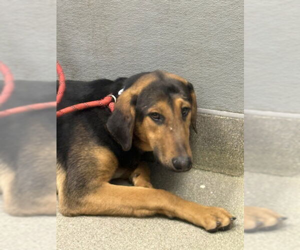 Medium Photo #1 Doberman Pinscher-Unknown Mix Puppy For Sale in Las Vegas, NV, USA