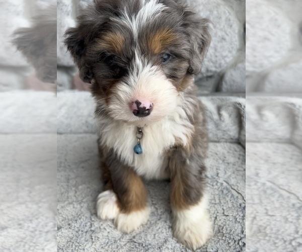 Medium Photo #4 Bernedoodle (Miniature) Puppy For Sale in LAWRENCE, MI, USA