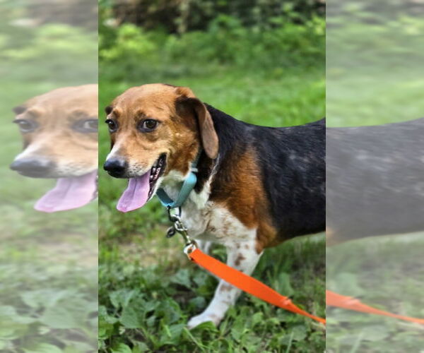 Medium Photo #3 Beagle Puppy For Sale in Foristell, MO, USA