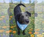 Small #4 Labrador Retriever Mix