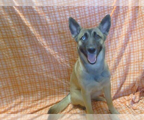 Medium Photo #1 Siberian Husky-Unknown Mix Puppy For Sale in Sacramento, CA, USA