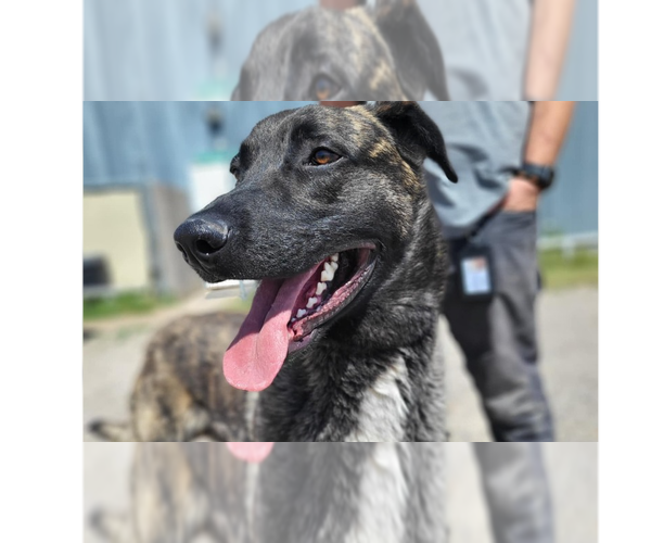 Medium Photo #5 Holland Shepherd-Unknown Mix Puppy For Sale in Imlay City, MI, USA