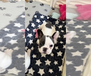 Medium French Bulldog