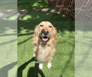 Father of the Golden Shepherd puppies born on 03/27/2026