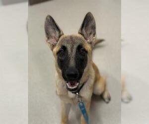 German Shepherd Dog-Unknown Mix Dogs for adoption in Baytown, TX, USA