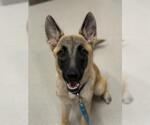 Small German Shepherd Dog Mix