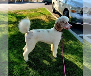 Poodle (Standard) Puppy for sale in WILTON, ME, USA