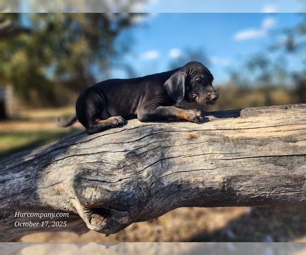 Medium Photo #2 Catahoula Leopard Dog Puppy For Sale in CUMBY, TX, USA