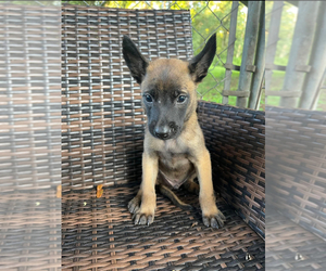 Belgian Malinois Puppy for sale in PALATKA, FL, USA