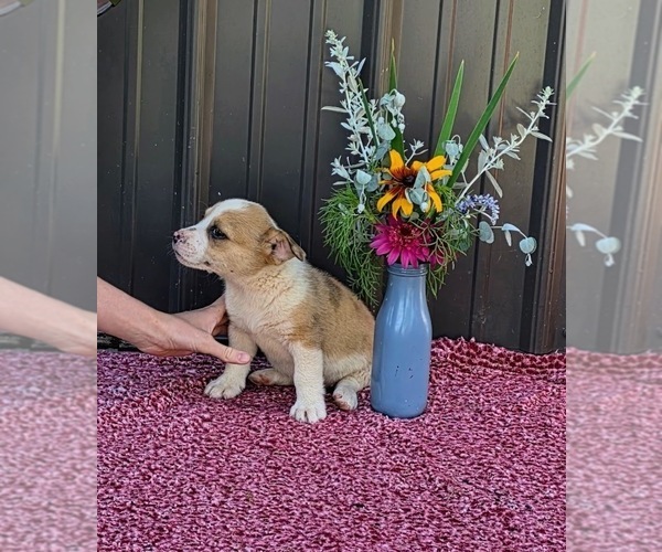 Medium Photo #4 Augi Puppy For Sale in MEADOWS OF DAN, VA, USA
