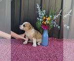 Small Photo #4 Augi Puppy For Sale in MEADOWS OF DAN, VA, USA