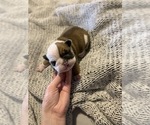Small Photo #2 English Bulldog Puppy For Sale in HAUGHTON, LA, USA