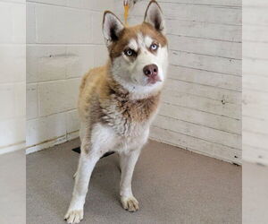 Siberian Husky Dogs for adoption in San Bernardino, CA, USA