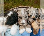 Small Photo #5 Bernedoodle Puppy For Sale in BATTLE GROUND, WA, USA