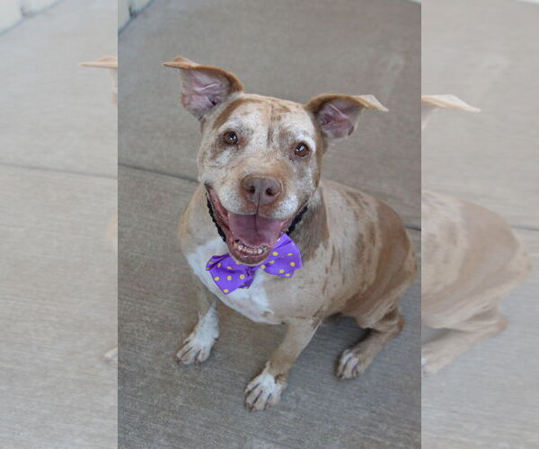 Medium Photo #3 American Pit Bull Terrier-Unknown Mix Puppy For Sale in McKinney, TX, USA