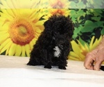 Jasper - Male Poodle (Toy) Puppy for Sale - Photo #17
