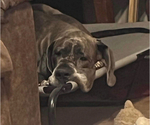 Small Photo #18 Great Dane Puppy For Sale in SAND SPRINGS, OK, USA