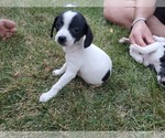 Small #1 Boston Terrier-Jack Russell Terrier Mix