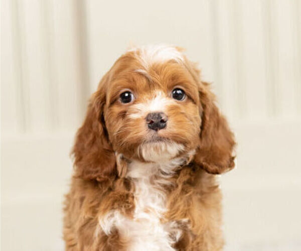 Medium Photo #2 Cockapoo Puppy For Sale in WARSAW, IN, USA