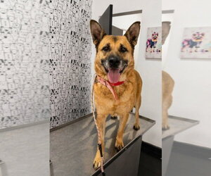 Mutt Dogs for adoption in Escondido, CA, USA