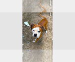 Small Boxer