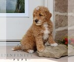 Small #2 Goldendoodle (Miniature)