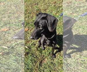 Molly - At the Shelter - Female Labrador Retriever-Unknown Mix Dog for Adoption - Photo #2