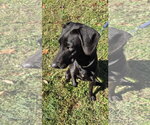 Small Photo #2 Labrador Retriever-Unknown Mix Puppy For Sale in Rustburg, VA, USA
