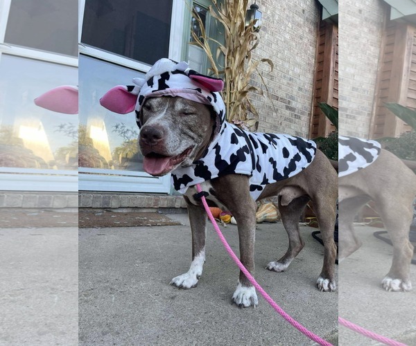 Medium Photo #3 American Pit Bull Terrier-Unknown Mix Puppy For Sale in Germantown, OH, USA