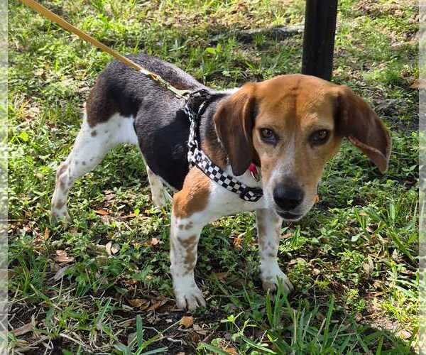 Medium Photo #4 Beagle Puppy For Sale in Dunnellon, FL, USA