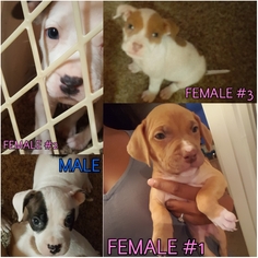 American Pit Bull Terrier Puppy for sale in LEWISVILLE, TX, USA