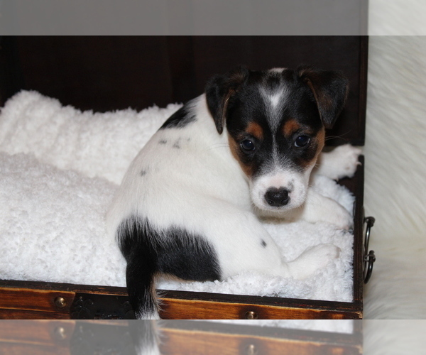 Medium Photo #8 Jack Russell Terrier Puppy For Sale in BENTON, IL, USA