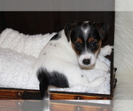 Small Photo #8 Jack Russell Terrier Puppy For Sale in BENTON, IL, USA