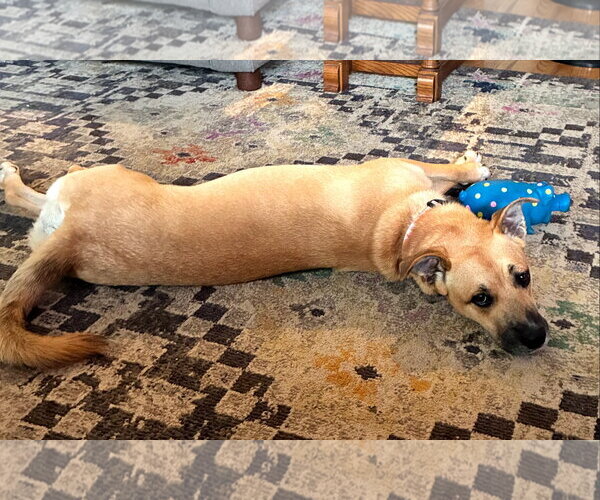 Medium Photo #3 Boxer-Unknown Mix Puppy For Sale in Burnsville, MN, USA