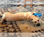 Small Photo #3 Boxer-Unknown Mix Puppy For Sale in Burnsville, MN, USA
