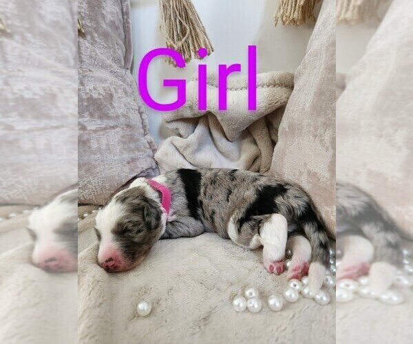 Medium Photo #24 Sheepadoodle Puppy For Sale in LEHI, UT, USA