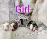 Puppy Magenta Sheepadoodle