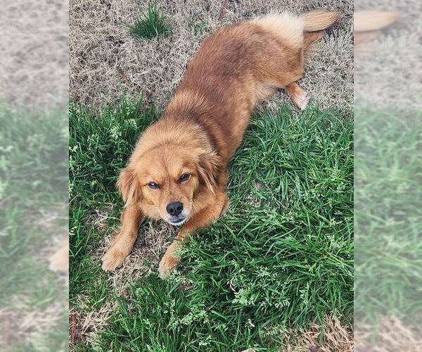 Medium Photo #1 Chihuahua-Colonial Cocker Spaniel Mix Puppy For Sale in Newfoundland, PA, USA