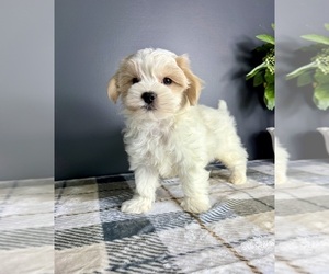 Maltipoo Puppy for sale in GREENFIELD, IN, USA