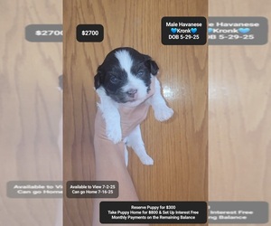 Havanese Puppy for sale in TUCSON, AZ, USA