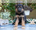 Puppy 5 German Shepherd Dog