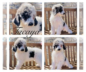 Poodle (Standard) Puppy for sale in PIQUA, OH, USA