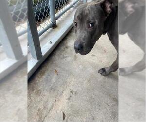 American Pit Bull Terrier Dogs for adoption in West Palm Beach, FL, USA