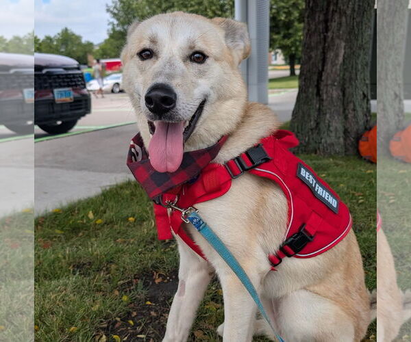 Medium Photo #10 Huskies -Unknown Mix Puppy For Sale in Fargo, ND, USA