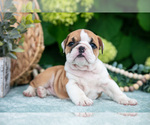 Puppy 2 English Bulldog