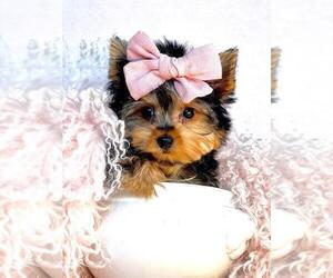 Yorkshire Terrier Puppy for sale in WEST PALM BEACH, FL, USA