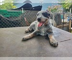 Small Photo #2 Australian Cattle Dog Puppy For Sale in TOWNSEND, DE, USA